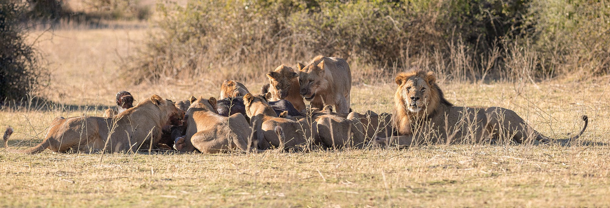Lions (Panthera leo) devouring an African buffalo (Syncerus caffer caffer), Chobe National Park, Botswana
