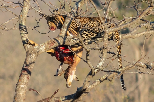 Leopard (Panthera pardus) devouring an antelope, Kruger National Park, South Africa