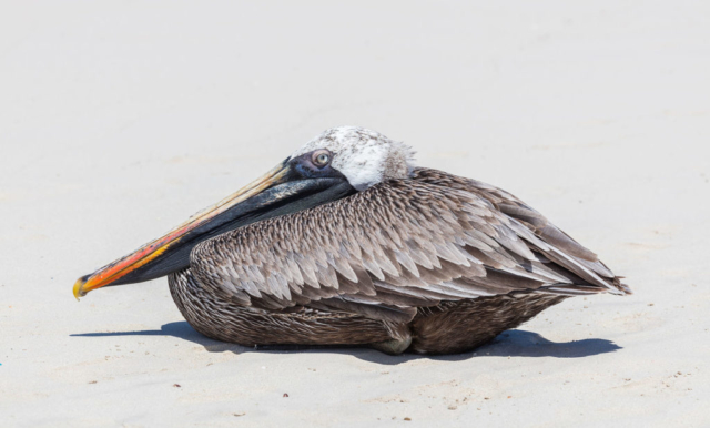 Exemplar of brown pelican (Pelecanus occidentalis) laying in Tortuga Bay, Santa Cruz Island, Galápagos Islands, Ecuador.