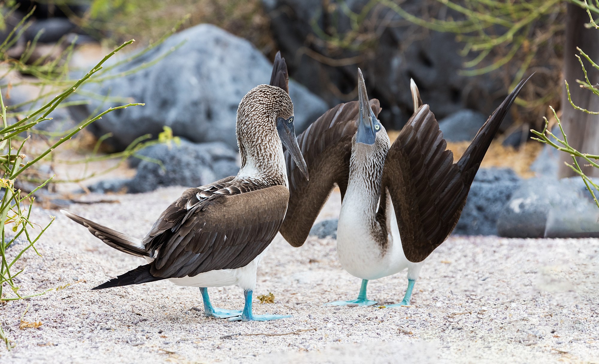 Blue-footed booby (Sula nebouxii), Lobos Island, Galapagos Islands, Ecuador