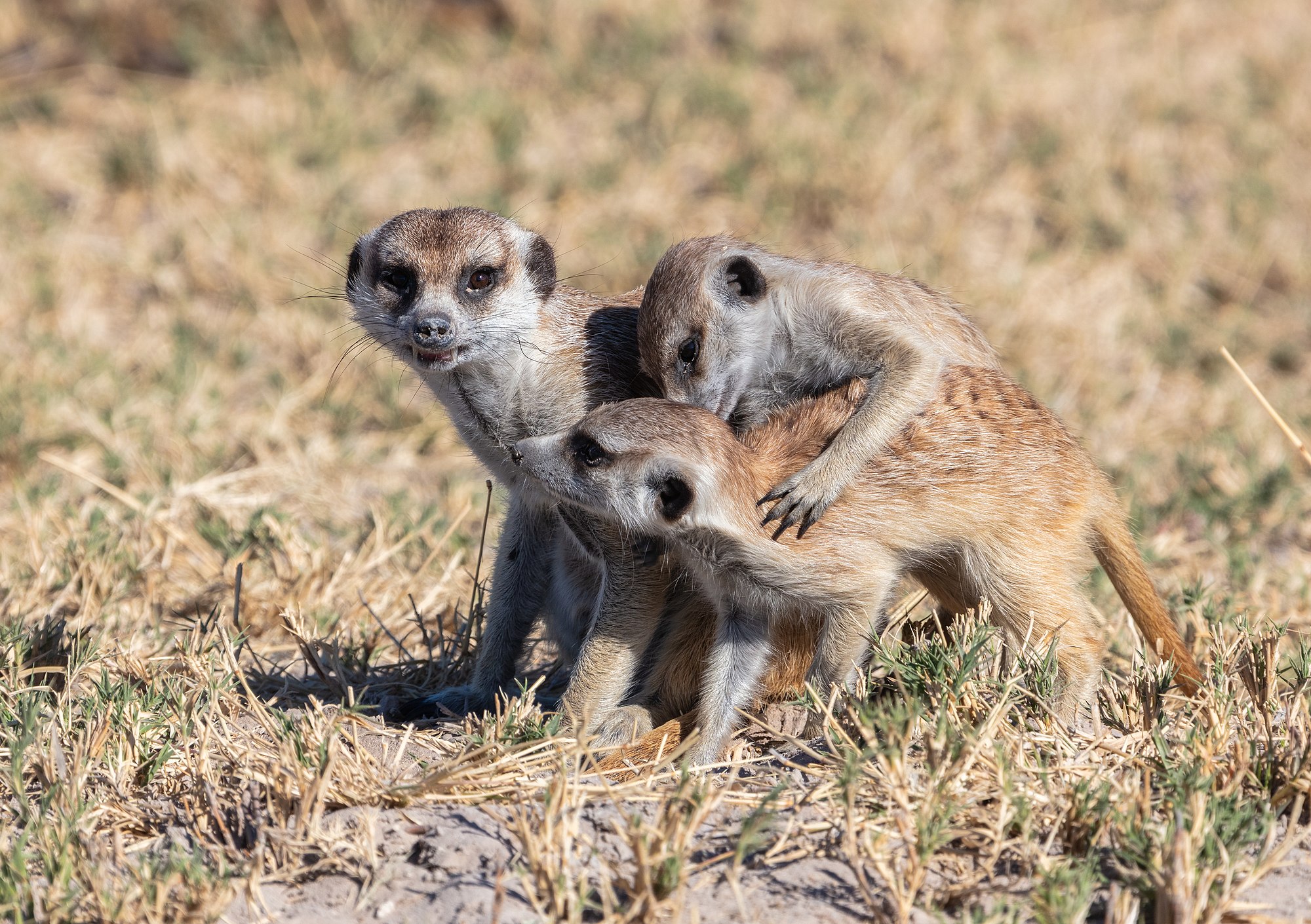 Meerkats (Suricata suricatta), Makgadikgadi Pans National Park, Botswana