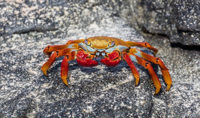 Exemplar of red rock crab (Grapsus grapsus), Cerro Brujo, San Cristobal Island, Galapagos Islands, Ecuador.