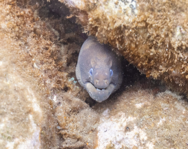 Brown moray eel (Gymnothorax unicolor), Madeira, Portugal.