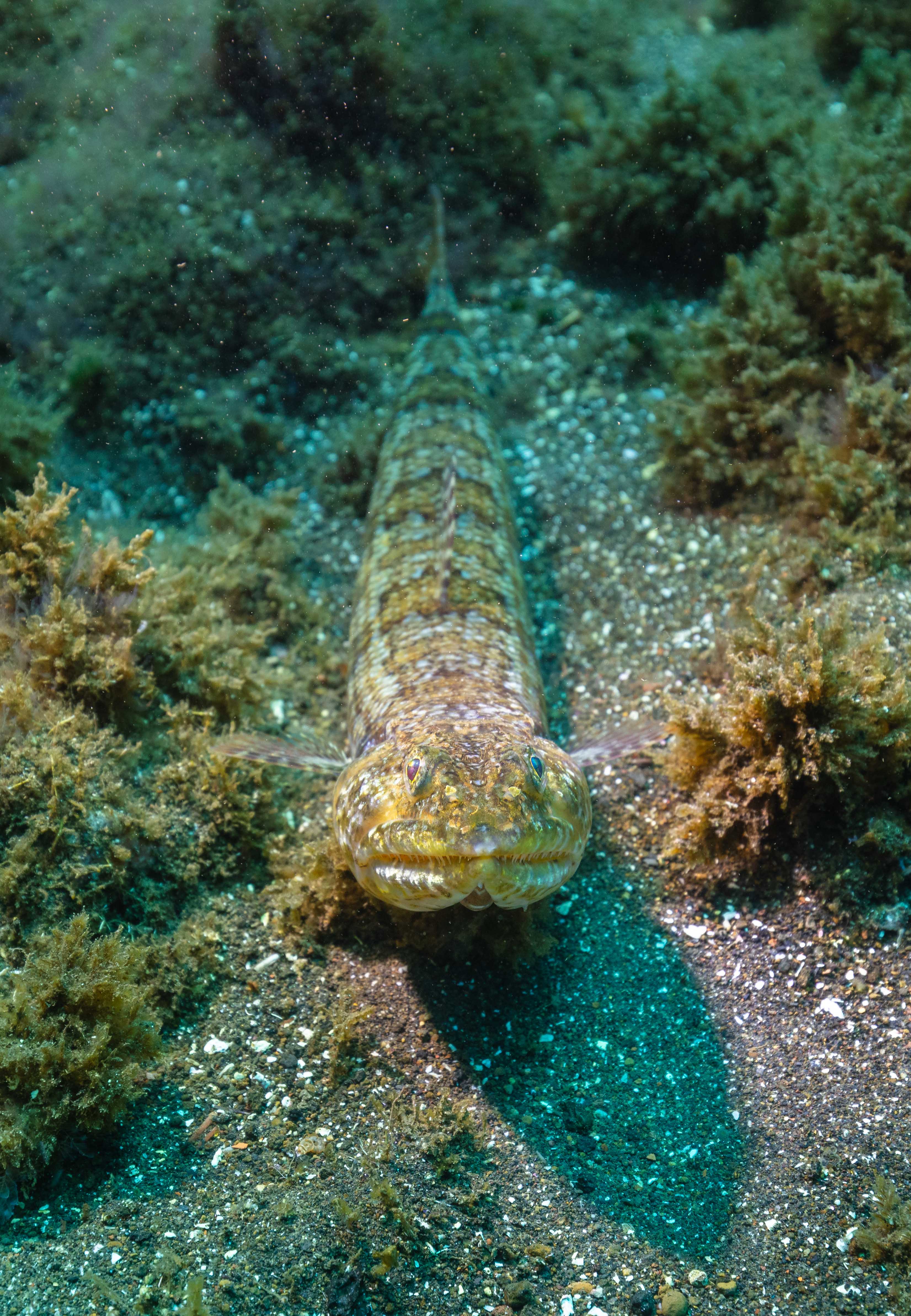 Diamond lizardfish (Synodus synodus), Madeira, Portugal.