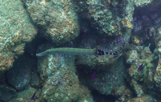 Atlantic trumpetfish (Aulostomus strigosus), Madeira, Portugal.