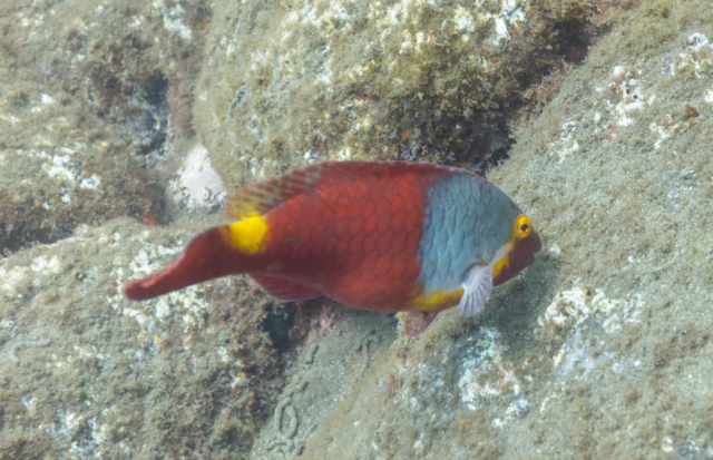 Mediterranean parrotfish (Sparisoma cretense), Madeira, Portugal.