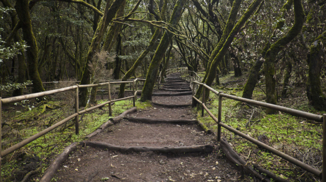 Enchanted Forest, Garajonay National Park, La Gomera, Spain.
