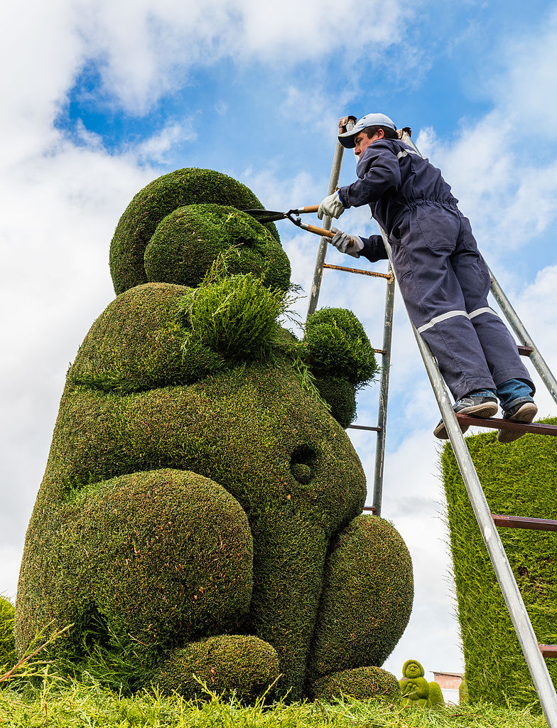 Topiary gardener (or artist?) working a cypress in the cemetery of Tulcán, north of Ecuador.