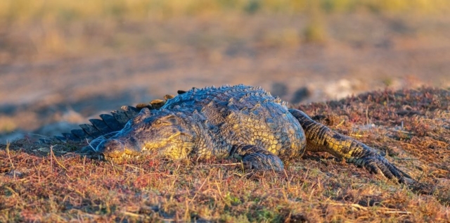 Nile crocodile (Crocodylus niloticus) during the golden hour, Chobe National Park, Botswana.