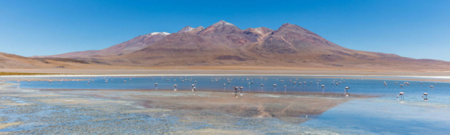 Andean flamingos (Phoenicoparrus andinus) in Cañapa lake, Bolivia.