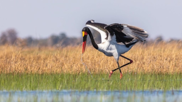 Exemplar of Saddle-billed stork (Ephippiorhynchus senegalensis), Okavango Delta, Botswana.