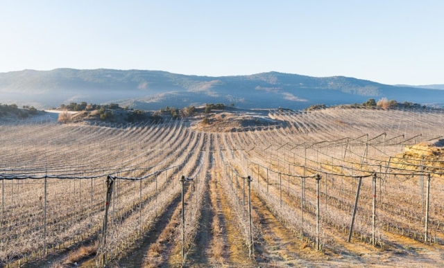 Landscape of frozen vineyards near Castillo de Lerés, province of Huesca, Spain.