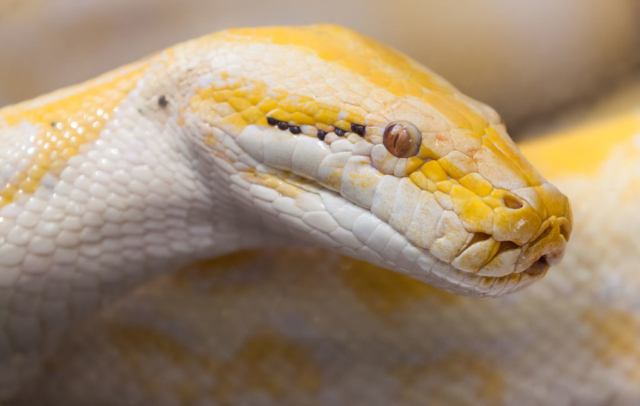 Indian python albino (Python molurus), Ho Chi Minh City Zoo, Vietnam.