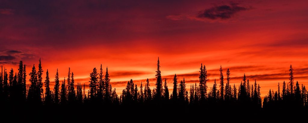 Sunset in the woods in Tok, Alaska, United States.