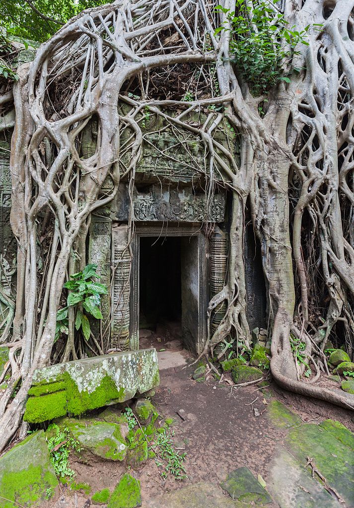 Door surrounded by roots of Tetrameles nudiflora in the Khmer temple of Ta Phrom, Angkor temple complex, located today in Cambodia. The temple Ta Phrom, of Bayon-style, was erected in the 12th century as a Buddhist monastery and university.