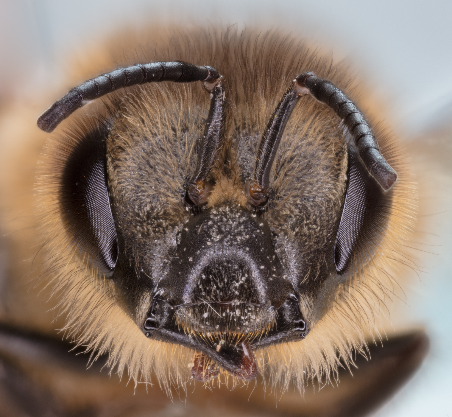 Bee (Colletes daviesanus), Hartelholz, Munich, Germany