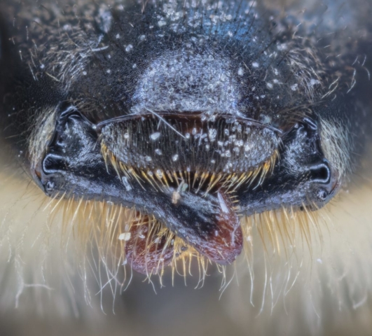 Mouth of a specimen of bee (Colletes daviesanus), Hartelholz, Munich, Germany