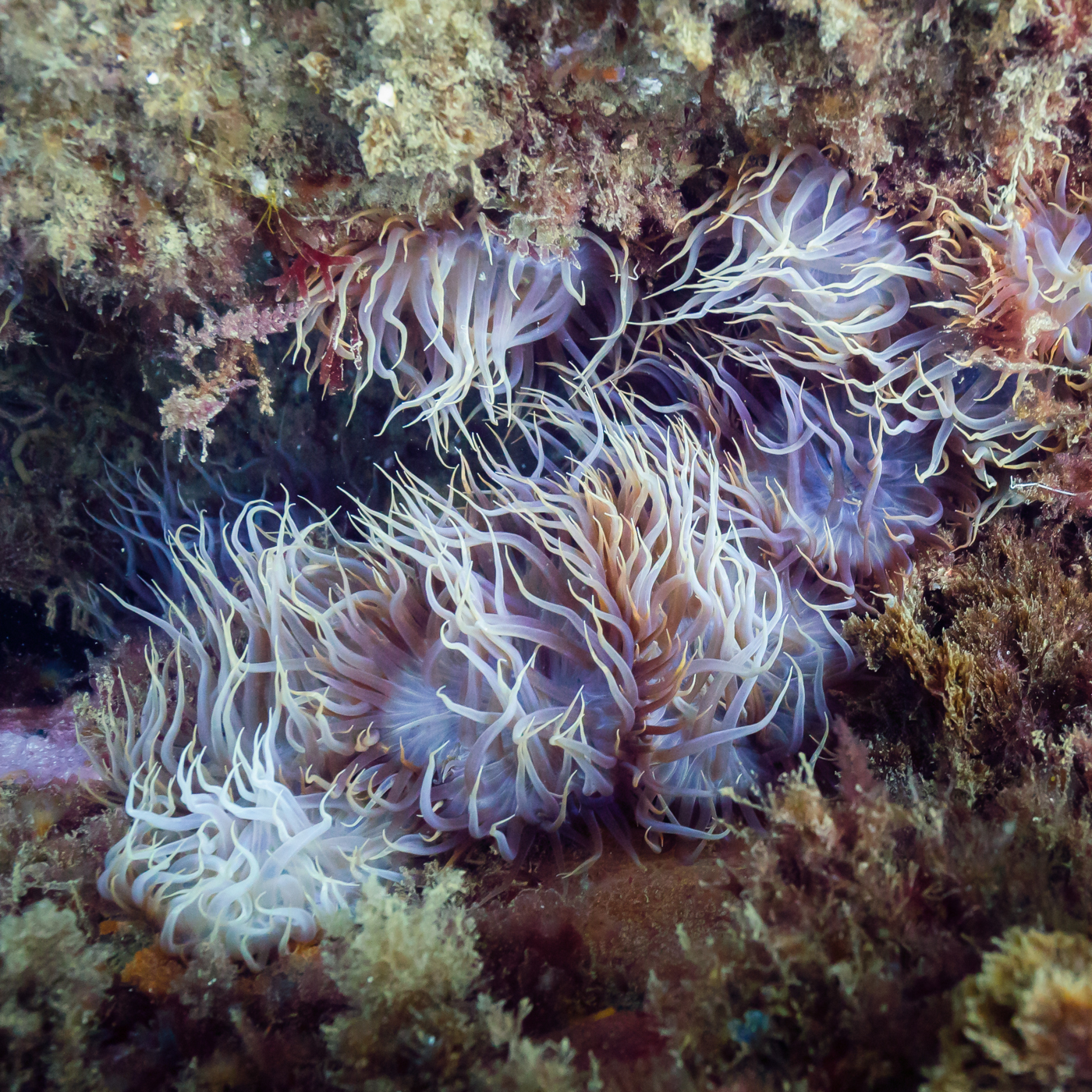 Sea anemone (Aiptasia couchii), Arrábida Natural Park, Portugal