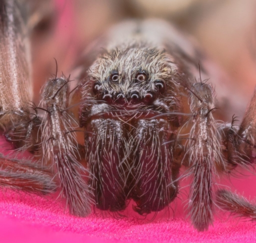 Wall spider (Dictyna civica), Munich, Germany