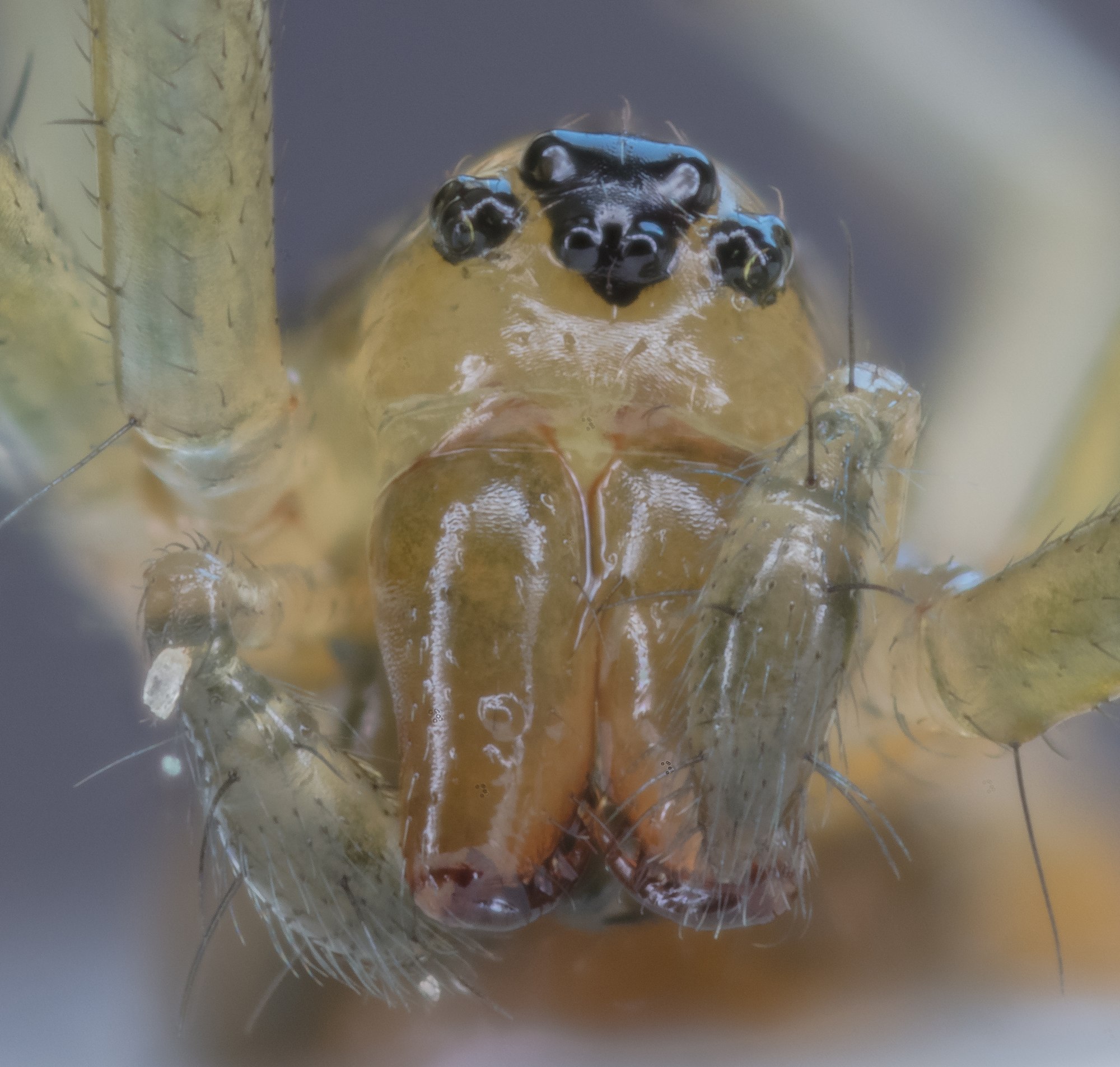 Yellow sac spider (Cheiracanthium punctorium), Hartelholz, Munich, Germany