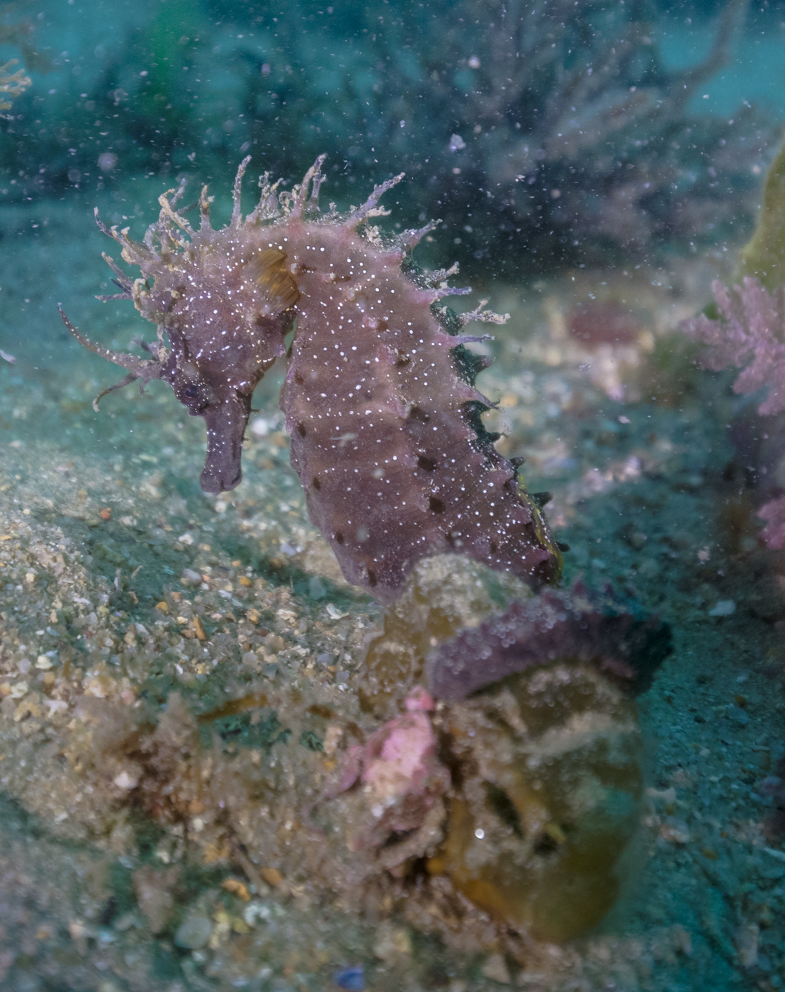Short-snouted seahorse (Hippocampus hippocampus), Arrábida Natural Park, Portugal