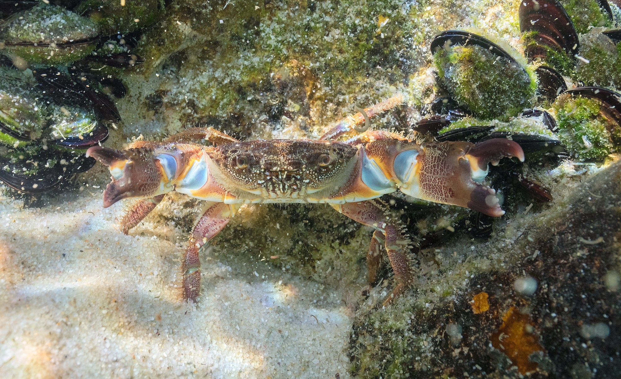 Warty crab (Eriphia verrucosa) in defying position, Setúbal, Portugal