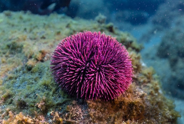 Purple sea urchin (Sphaerechinus granularis), Garajau Marine Nature Reserve, Madeira, Portugal.