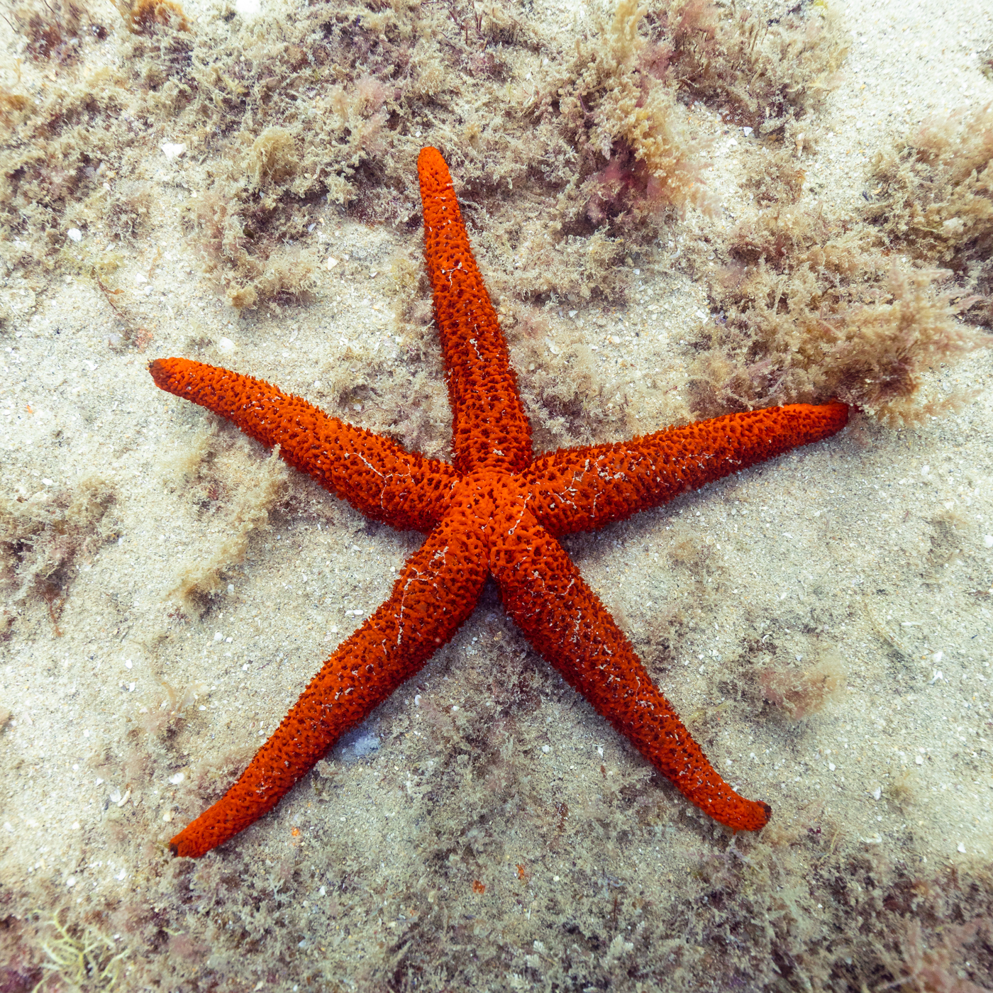 Mediterranean red sea star (Echinaster sepositus), Arrábida Natural Park, Portugal. The approx size of each arm is 10 centimetres (3.9 in).