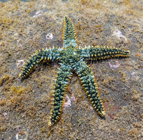 Spiny starfish (Marthasterias glacialis), Madeira, Portugal
