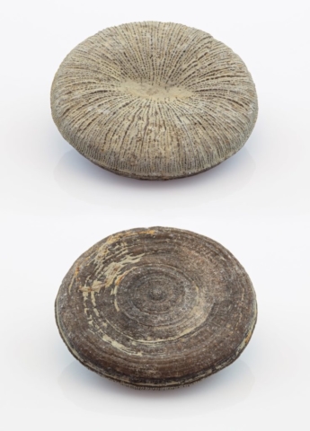 Coral fossil of Cunnolites elliptica, Goulmima, Morocco.