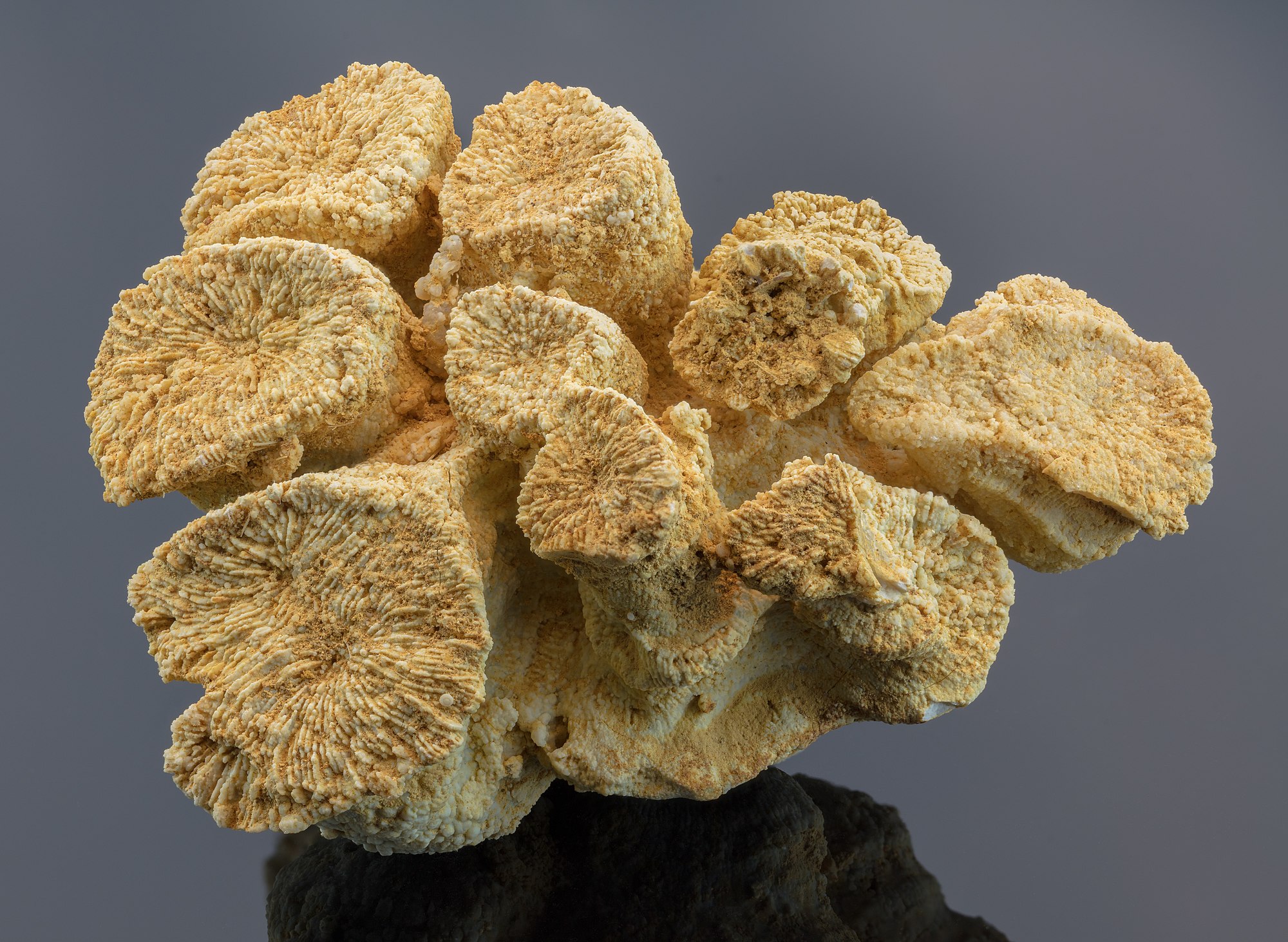 Complete stock of a coral fossil Gyrodendron lobatum found in Nattheim, Germany.