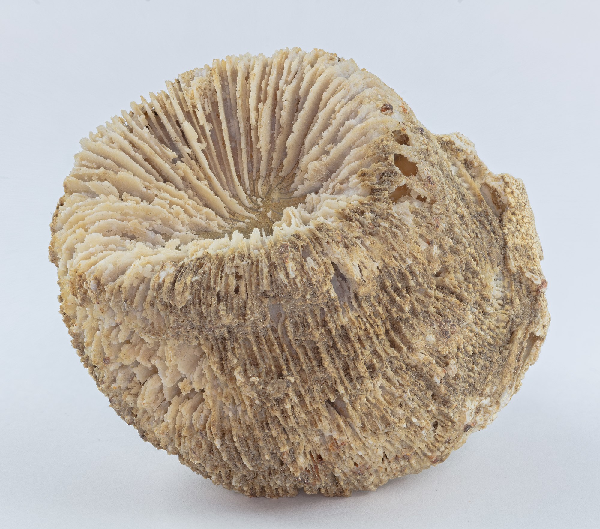 Coral fossil Montlivaltia obconica, Nattheim, Germany