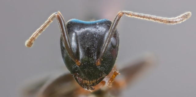 Pharaoh ant (Monomorium pharaonis), Hartelholz, Munich, Germany