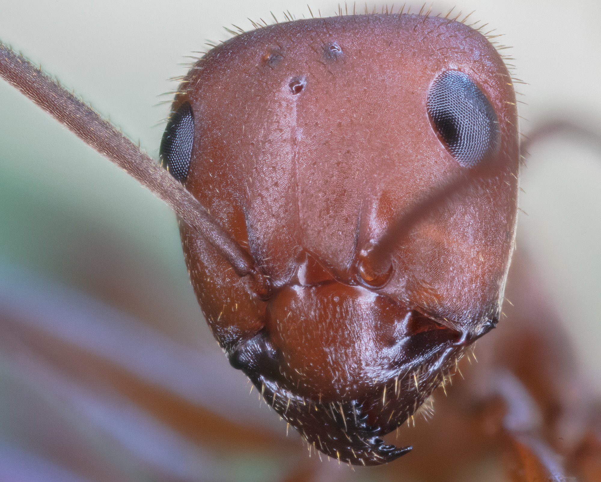 Red wood ant (Formica rufa), Hartelholz, Munich, Germany