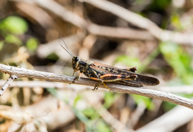 Large Painted Locust (Schistocerca melanocera), Punta Pitt, San Cristobal Island, Galapagos Islands, Ecuador