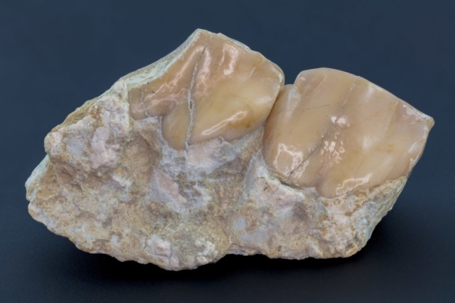 Jaw and teeth of a Oreodon (Merycoidodon culbertsoni), South Dakota, United States