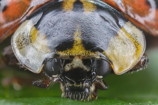 Asian ladybeetle (Harmonia axyridis), Hartelholz, Munich, Germany