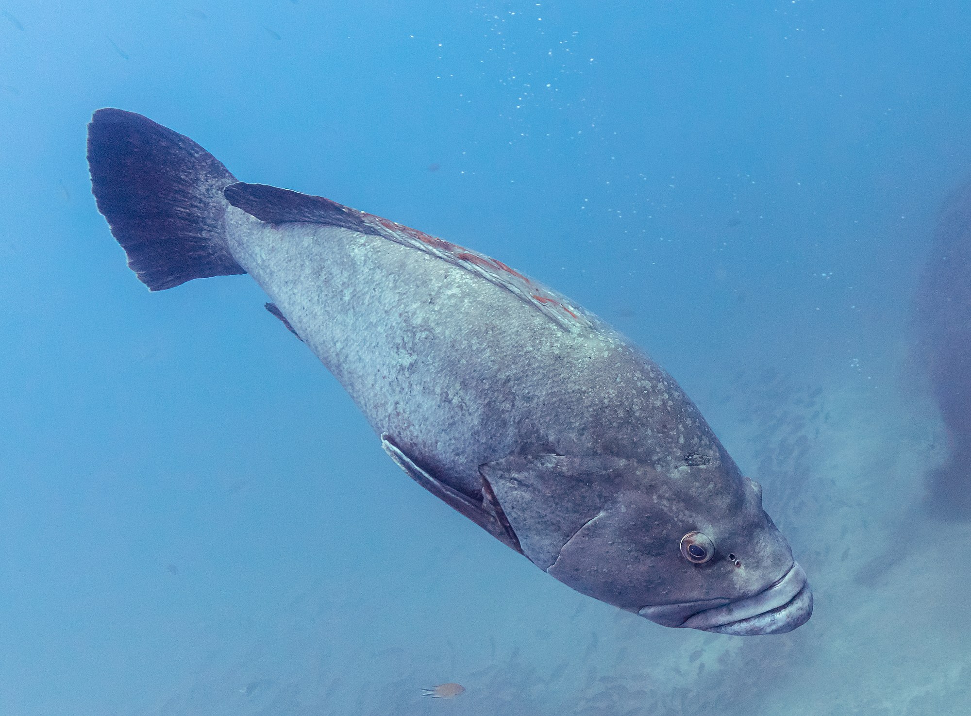 Dusky grouper (Epinephelus marginatus), Garajau Marine Nature Reserve, Madeira, Portugal.