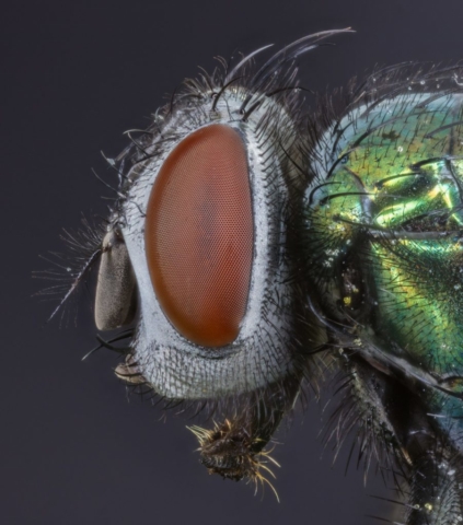 Common green bottle fly (Lucilia sericata), Hartelholz, Munich, Germany