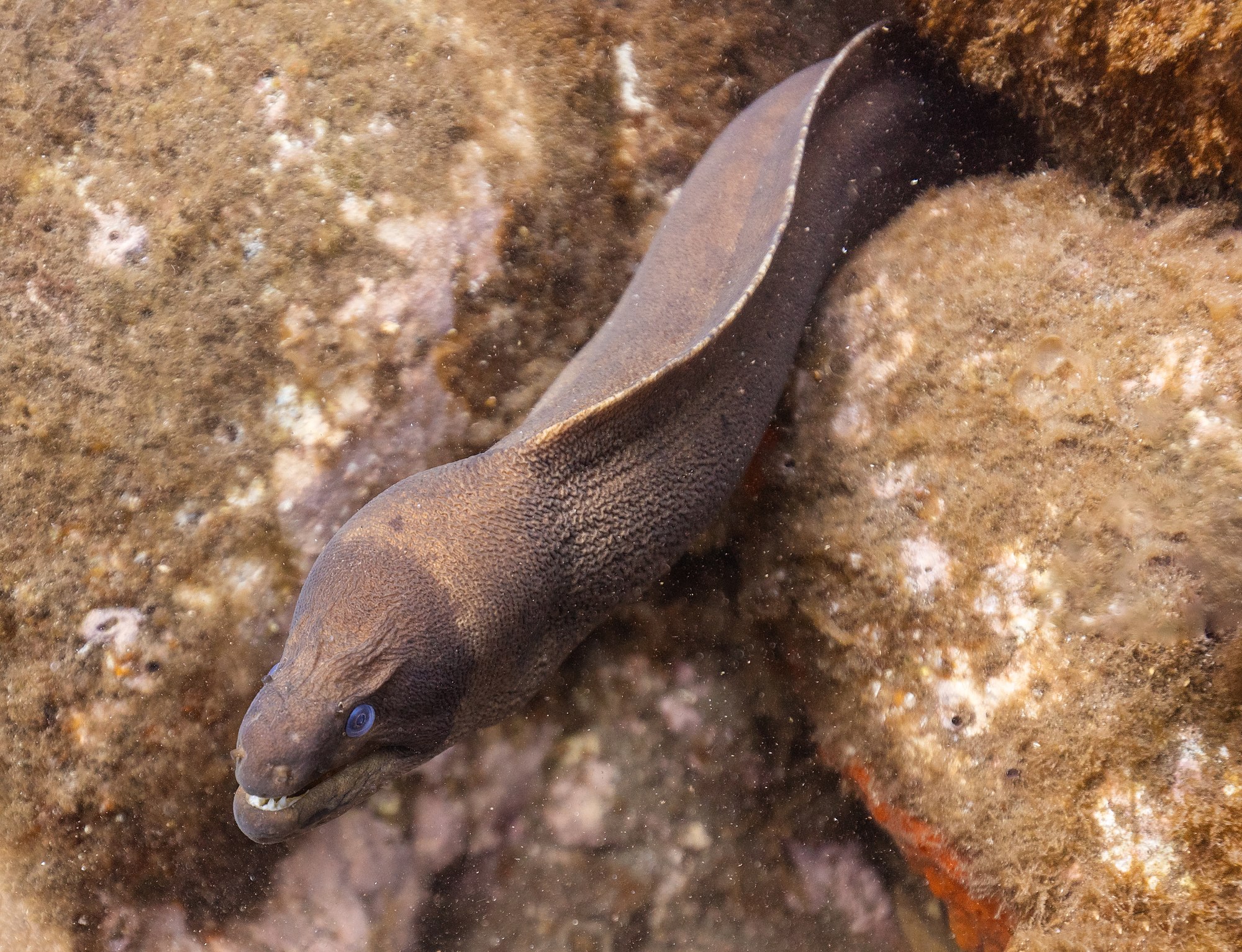 Brown moray eel (Gymnothorax unicolor), Madeira, Portugal