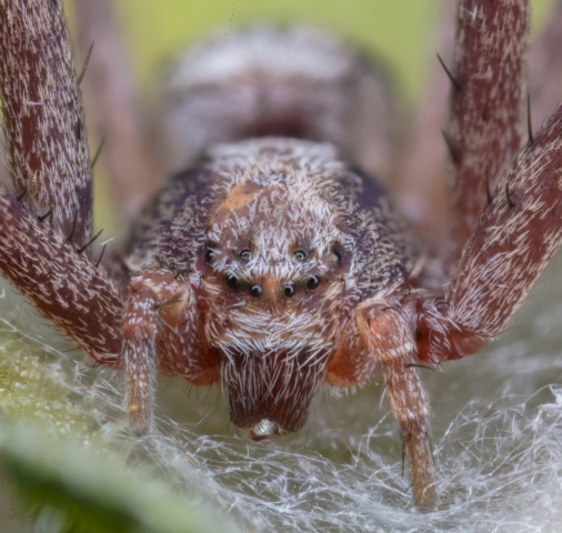 Wandering crab spider (Philodromus aureolus), Hartelholz, Munich, Germany