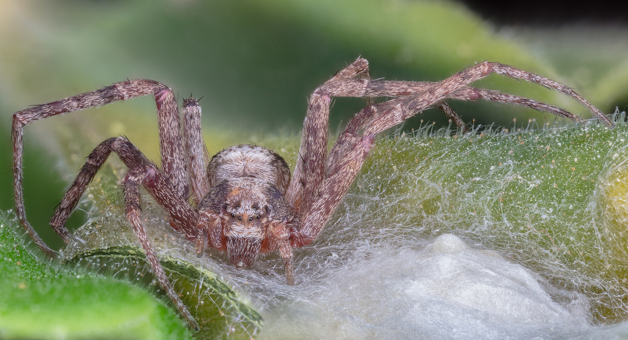 Female Wandering crab spider (Philodromus aureolus) with her egg sac, Hartelholz forest, Munich, Germany.