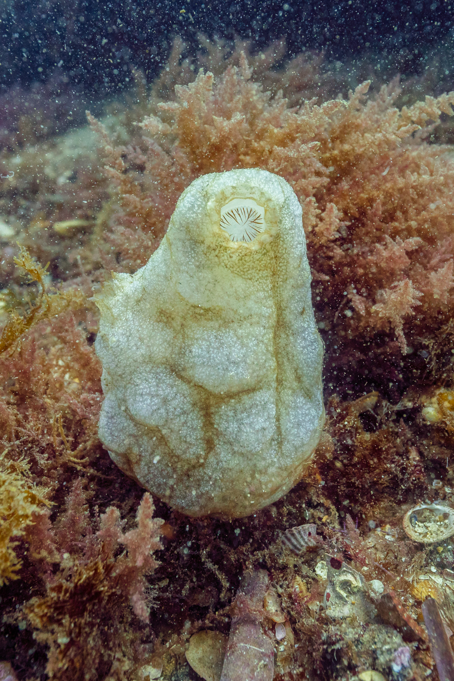 Sea squirt (Phallusia mammillata) of aproximate length of 15 centimetres (5.9 in), Arrábida National Park, Portugal