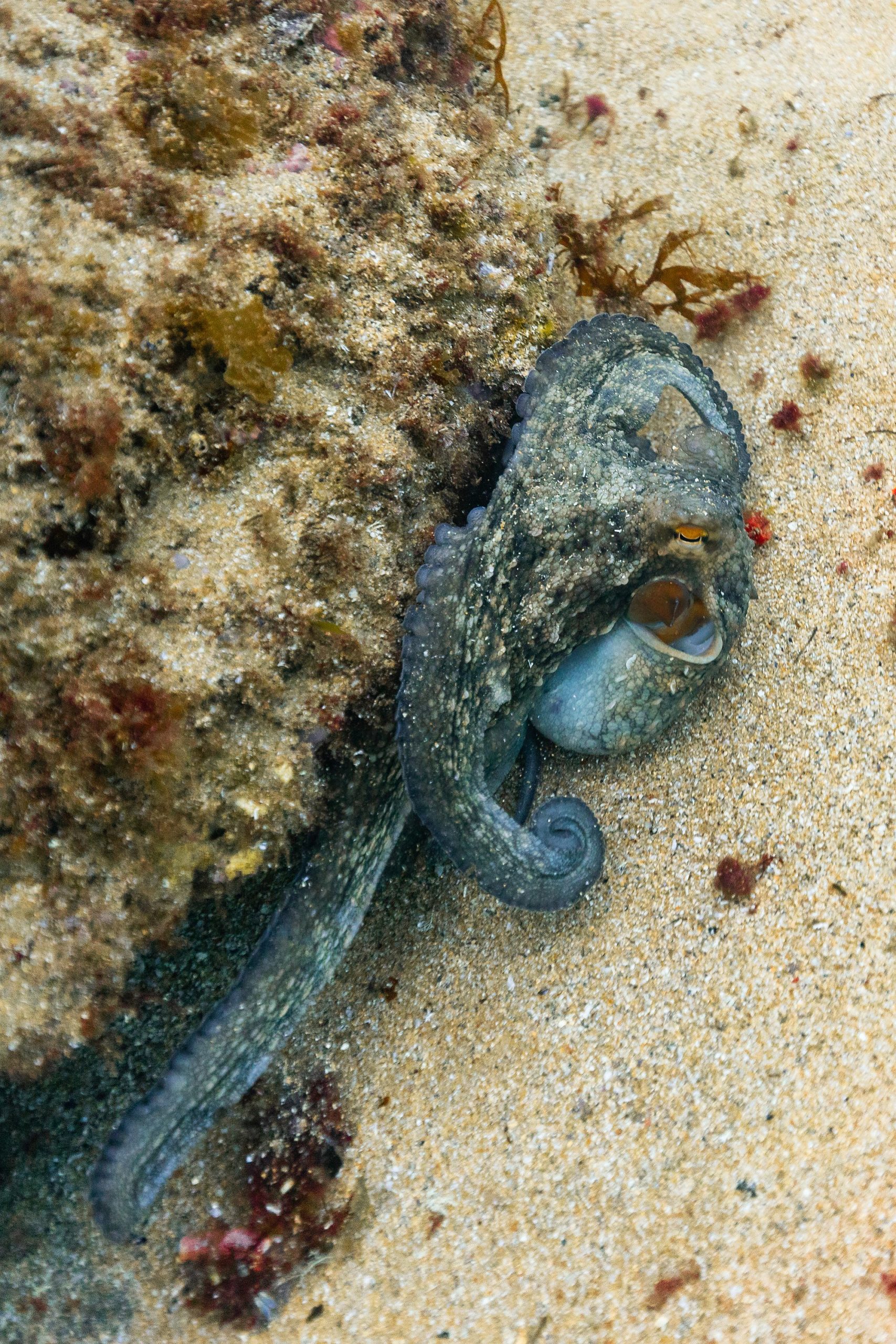 Common octopus (Octopus vulgaris), Mouro Island, Santander, Spain