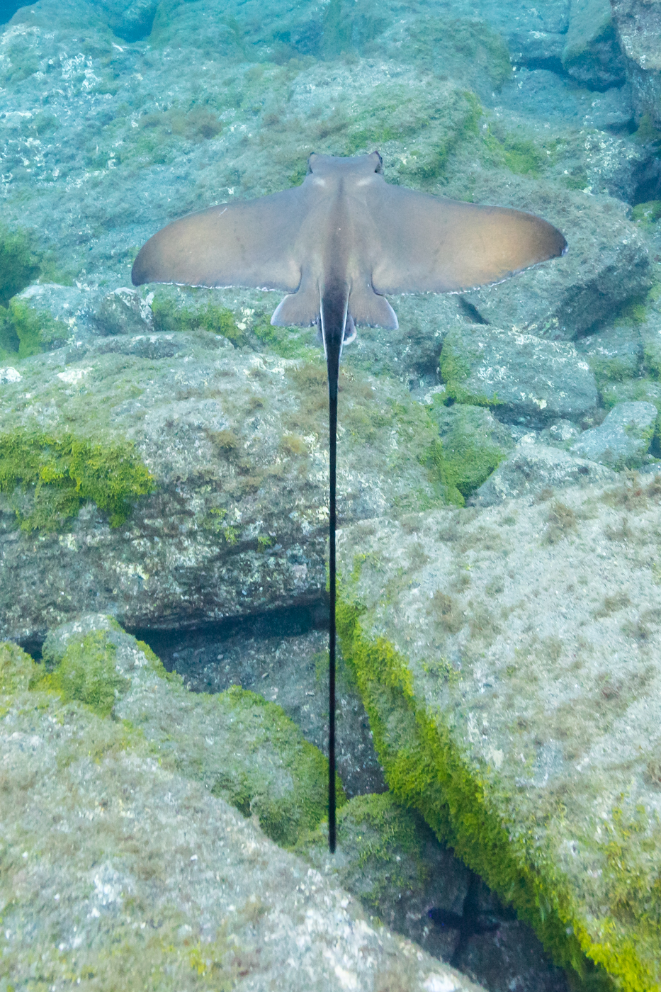 Cownose ray (Rhinoptera bonasus), Monte da Guia, Faial Island, Azores, Portugal
