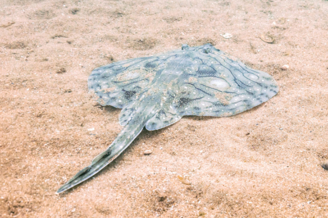 Undulate ray (Raja undulata) of approx 100 centimetres (3.3 ft) length and 10 kilograms (22 lb) weight, Arrábida National Park, Portugal. This species is endangered and is usually found on sandy, muddy or detrital bottoms, mostly at depths of 50–200 m (160-660 ft).