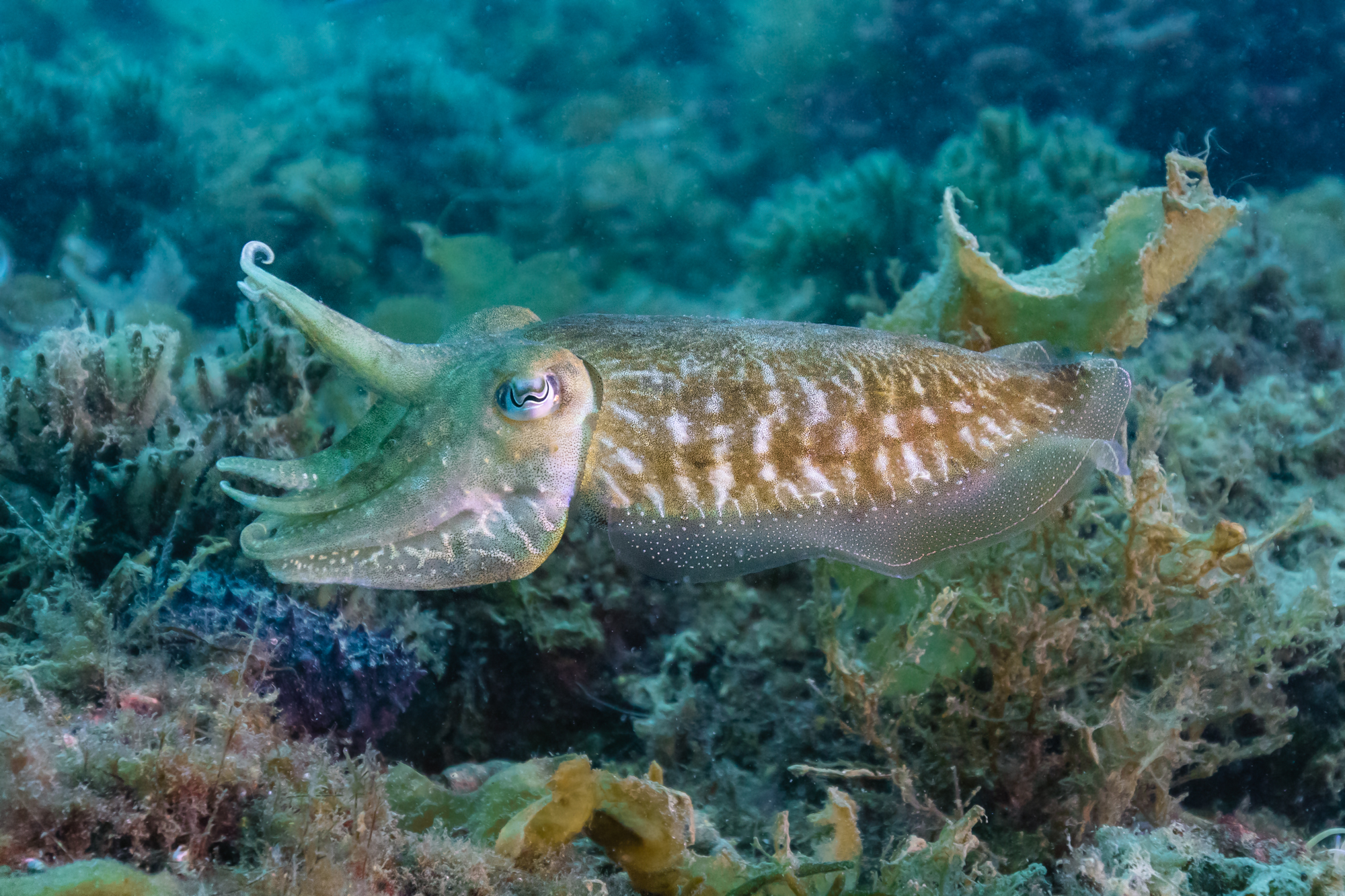 Common cuttlefish (Sepia officinalis), Arrábida National Park, Portugal. The common cuttlefish is one of the largest and best-known cuttlefish species. They are a migratory species that spend the summer and spring inshore for spawning and then move to depths of 100 to 200m during autumn and winter. They only have a lifespan of 1–2 years and have many predators including sharks, dolphins, seals, fish, and cephalopods which includes other cuttlefish. During the day, most cuttlefish can be found buried below the substrate and fairly inactive. At night however, they are actively searching for prey and can ambush them from under the substrate. Cuttlefish are carnivorous and eat a variety of organisms including crustaceans (crabs and shrimp), small fish, molluscs (clams and snails), and sometimes other cuttlefish.