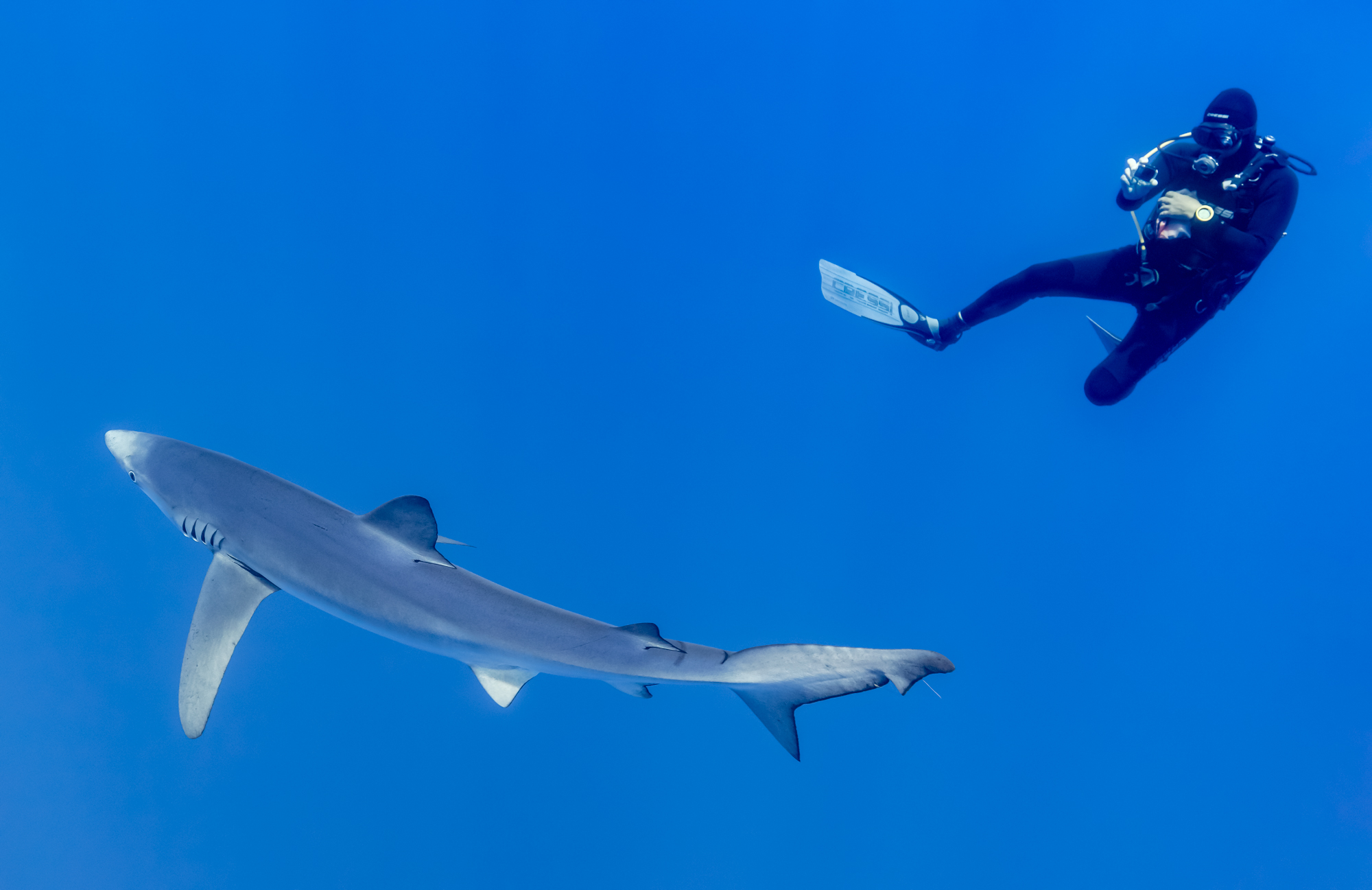 Blue shark (Prionace glauca) being photographed by a fellow diver between the islands of Pico and Faial, Azores, Portugal. The blue shark is a species of en:requiem shark, in the family Carcharhinidae, that inhabits deep waters (images taken though between 5 and 10 meter below water) averaging around 3.1 m (10 ft) and preferring cooler waters. They can live up to 20 years, can move very quickly and feed primarily on small fish and squid, although they can take larger prey.
