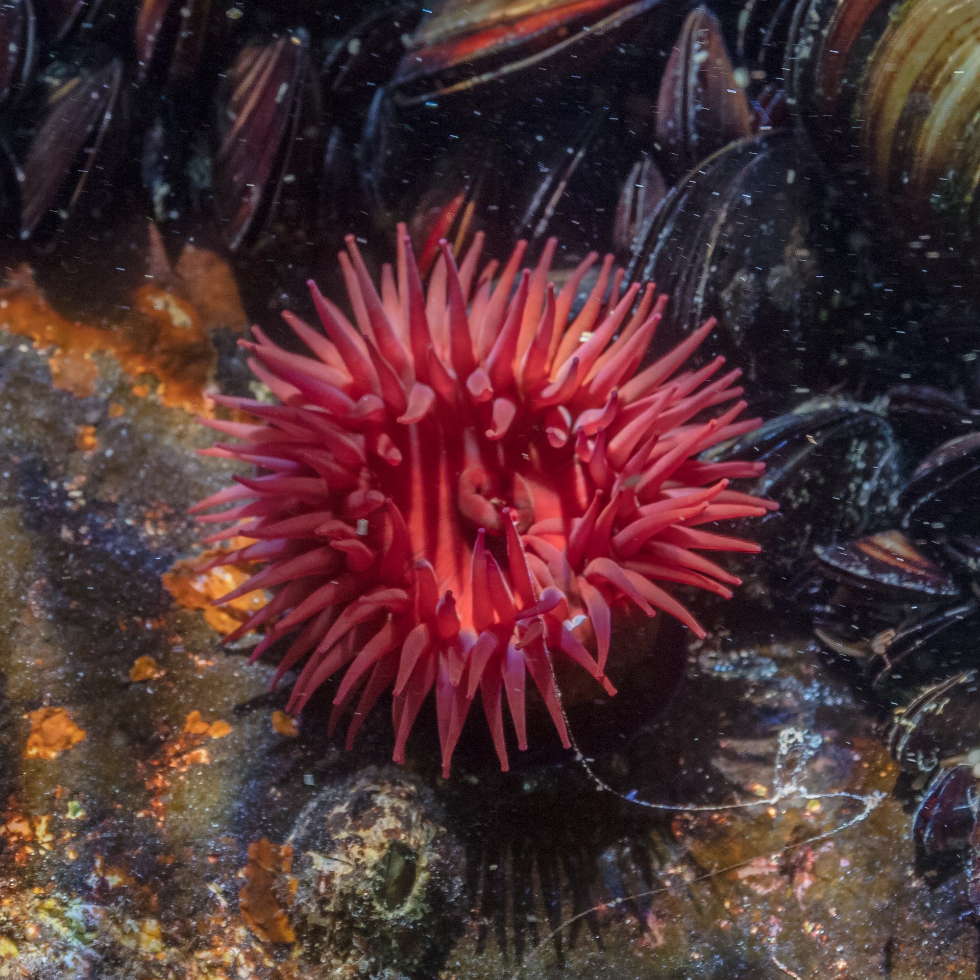 Beadlet anemone (Actinia equina), Setúbal, Portugal